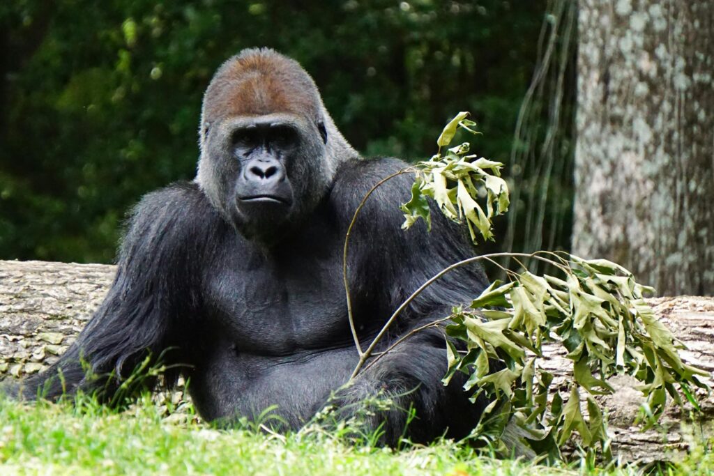 Gorilla